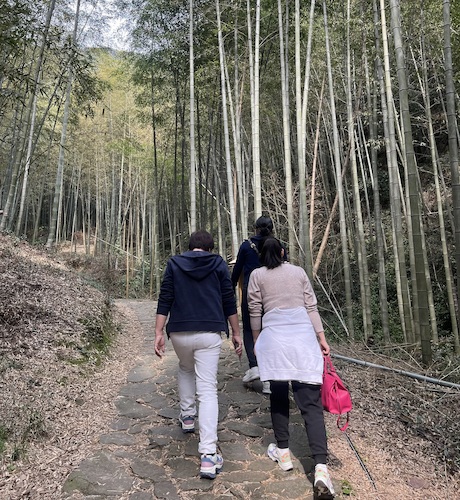 闲步山间竹林